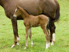 athena-foal_